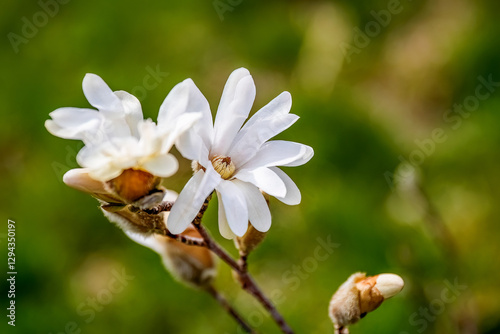 Close up photo of Magnolia stellata or star magnolia white flowers in the garden or landscape architecture design, blur background