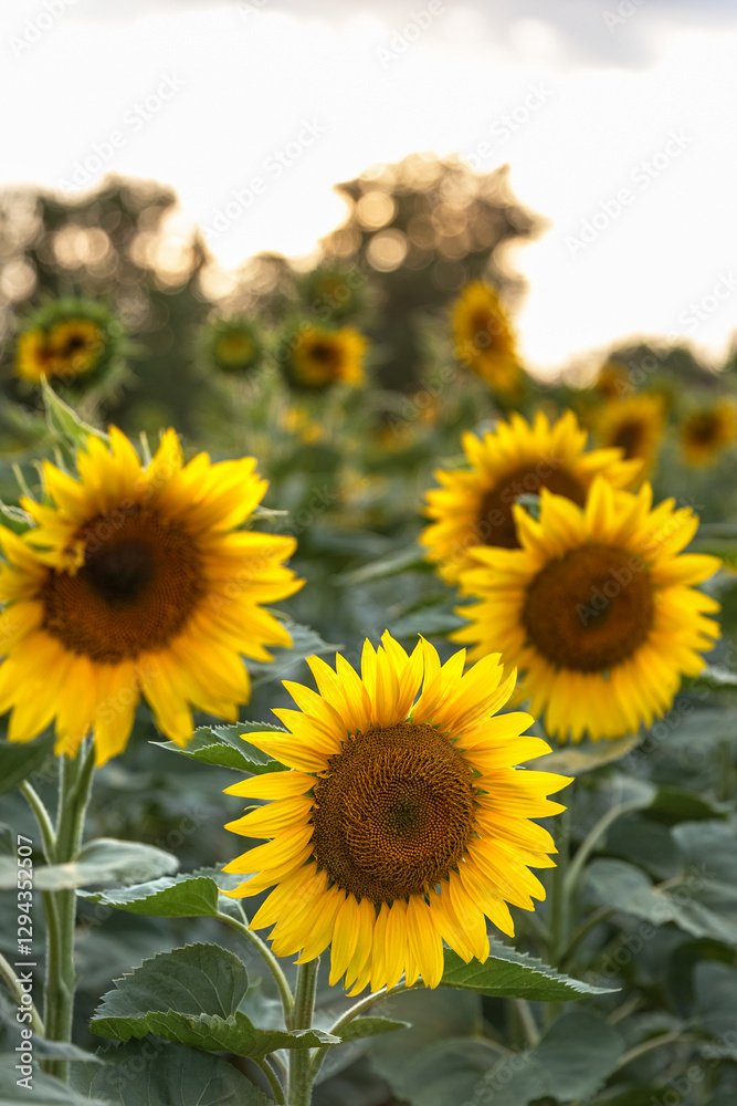 Close up photo of the common sunflower or Helianthus annuus is harvested for its edible oily seeds or snack food. Farm, cultivation and oil industry Close up photo of the common sunflower or Helianthus annuus is harvested for its edible oily seeds or snack food. Farm, cultivation and oil industry