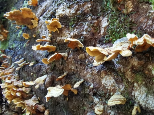 Cochamó fungi
