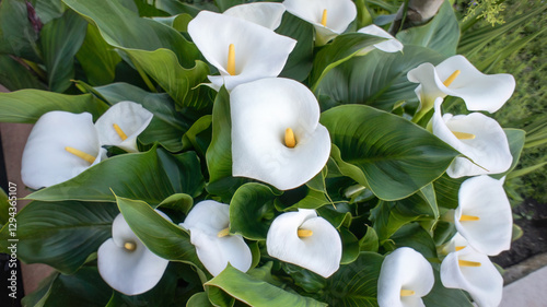 Beautiful white flower of Zantedeschia aethiopica or calla arum lily, family Araceae, native to southern Africa, the garden and landshaft landscape architecture design, Wedding and church decoration