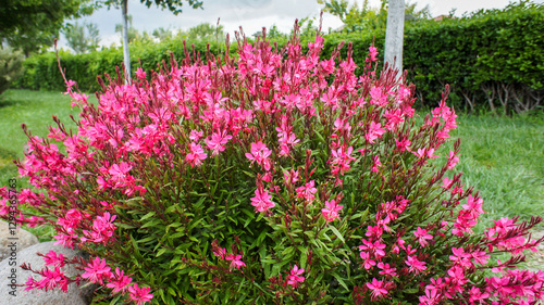 Pink and white gaura flower or Oenothera lindheimeri, commonly known as Lindheimers beeblossom, Lindheimers clockweed, and Indian feather, in the garden and landshaft design