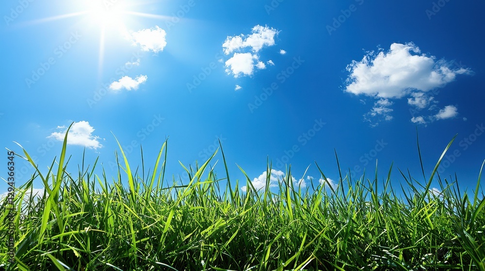 Obraz premium A tranquil green field of tall grass, gently waving in the wind beneath a bright blue sky, evoking a sense of calm and natural beauty. 