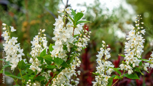Deutzia gracilis, the slender deutzia or Japanese snow white flower, species in the hydrangea family Hydrangeaceae, native to Japan, in the garden and landshaft design