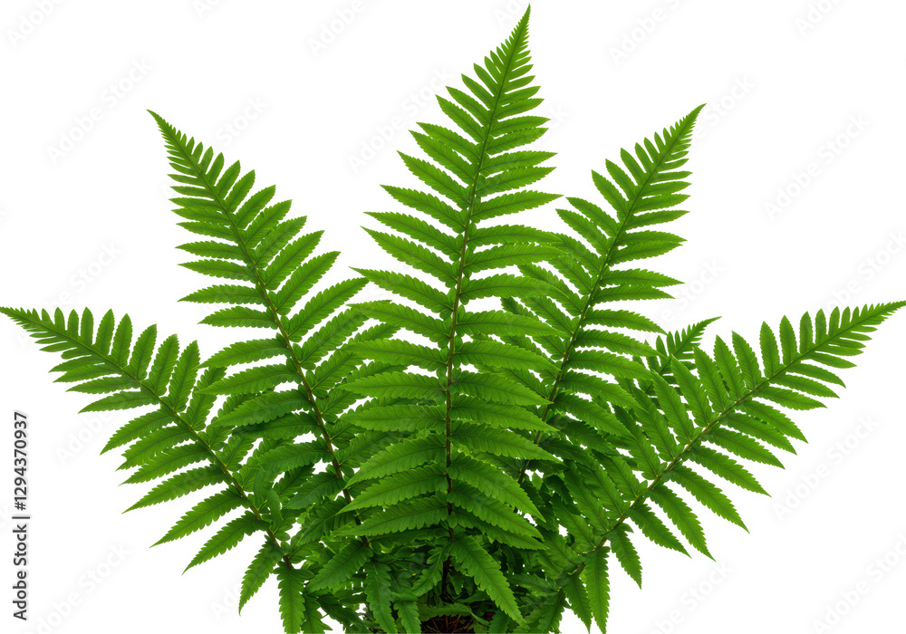 Fototapeta premium Isolated Abundant Green Fern Leaves Composition