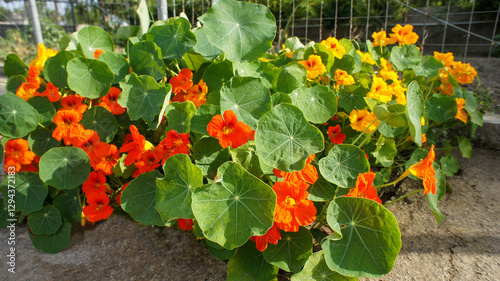 Fotografía Orange yellow summer flower of Tropaeolum minus or nasturtium perennial plant of