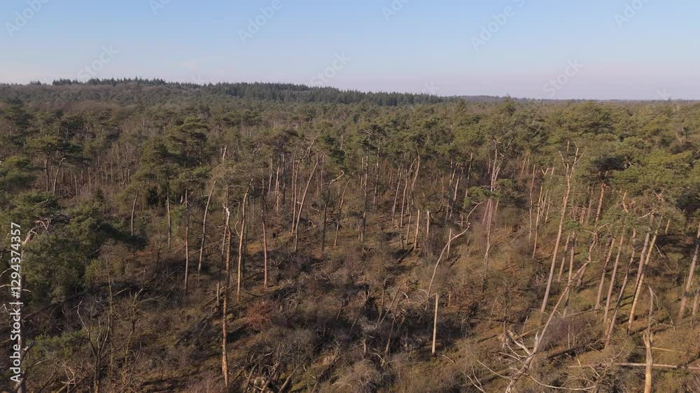 Aerial Shot of Storm-Damaged Forest Near Leersum, Netherlands Aerial Shot of Storm-Damaged Forest Near Leersum, Netherlands