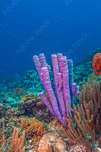 Caribbean coral garden, Bonaire photo