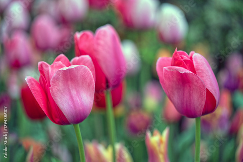 Tulip in bloom, early spring