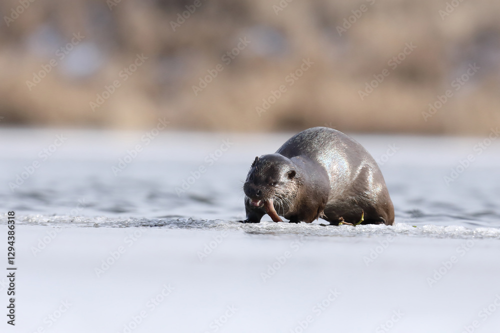 Wydra (Lutra lutra), otter