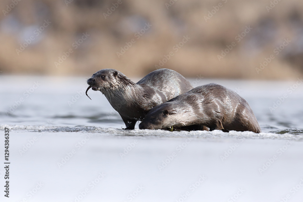 Wydra (Lutra lutra), otter