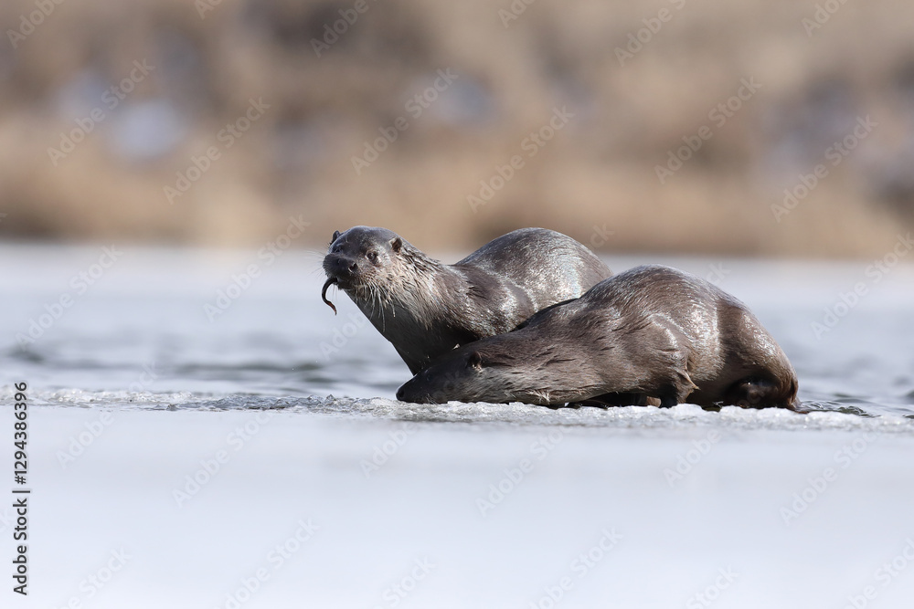 Wydra (Lutra lutra), otter