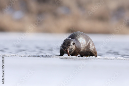 Obraz na płótnie Wydra (Lutra lutra), otter w salonie
