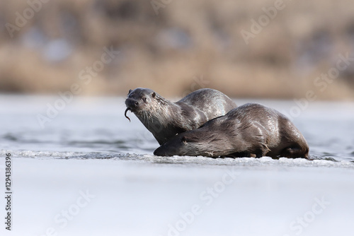 Wydra (Lutra lutra), otter