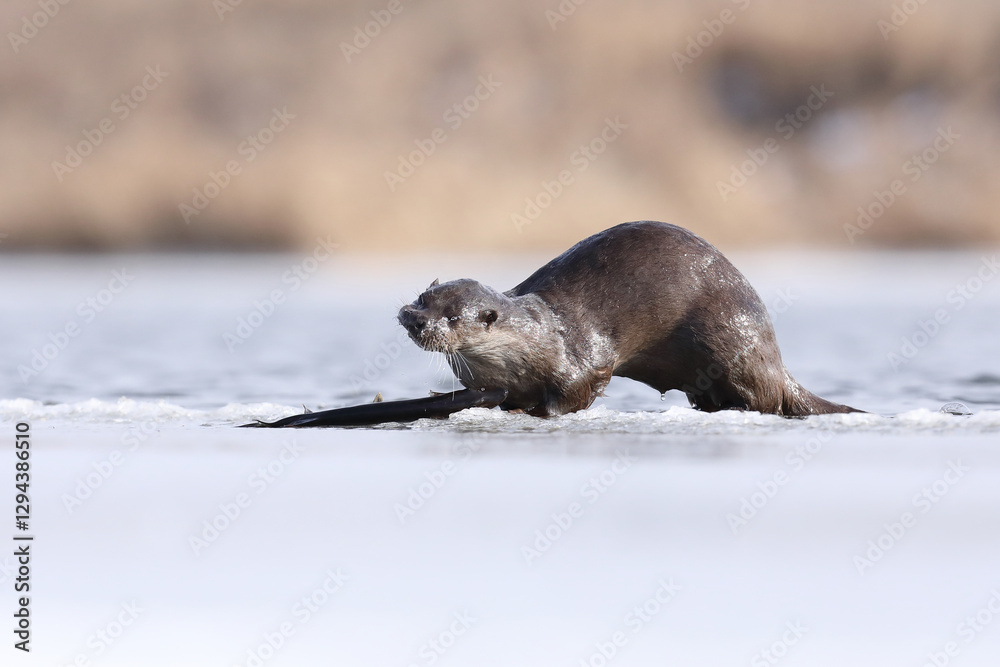 Wydra (Lutra lutra), otter