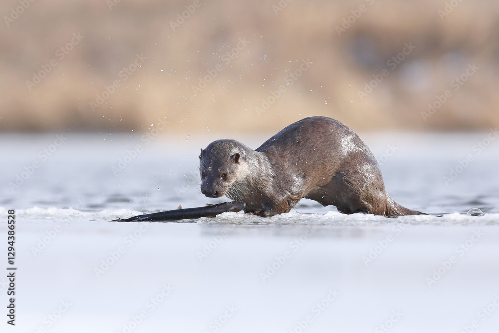Wydra (Lutra lutra), otter