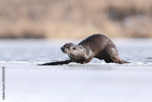 Obraz na płótnie Wydra (Lutra lutra), otter w salonie