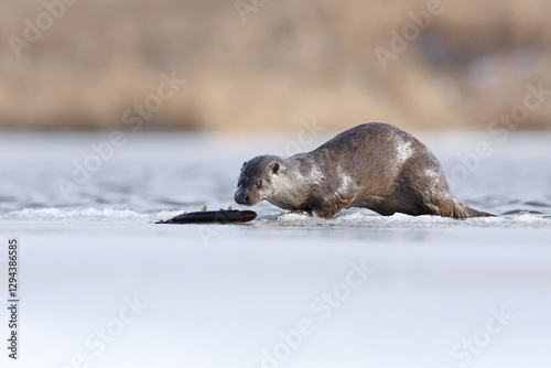 Wydra (Lutra lutra), otter