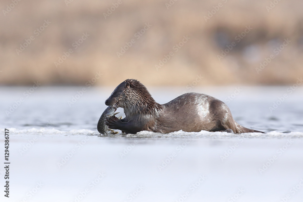 Wydra (Lutra lutra), otter