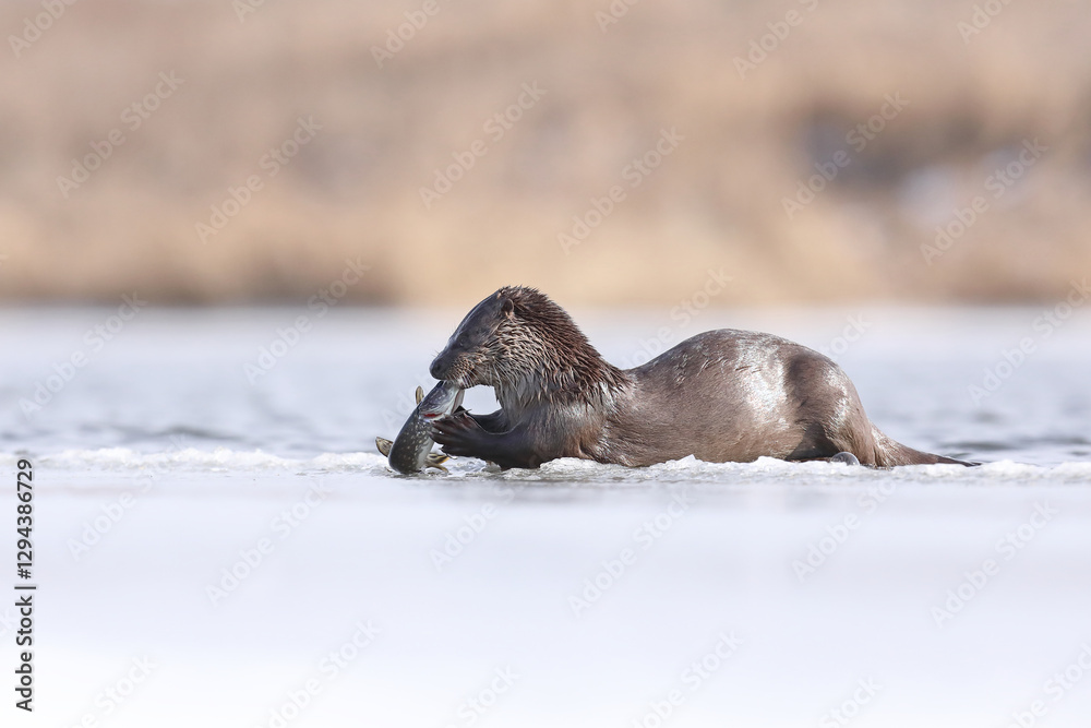 Wydra (Lutra lutra), otter