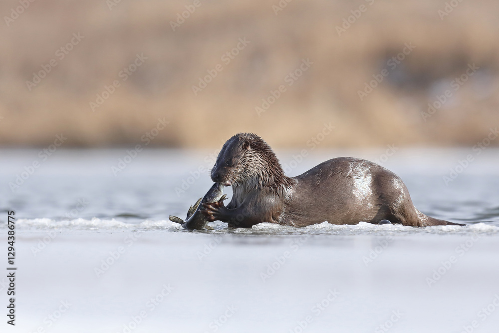 Wydra (Lutra lutra), otter