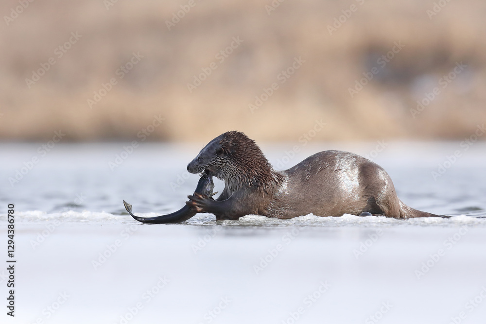 Wydra (Lutra lutra), otter