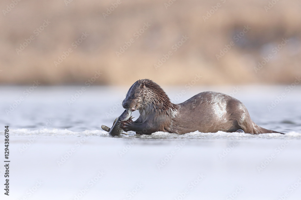 Wydra (Lutra lutra), otter