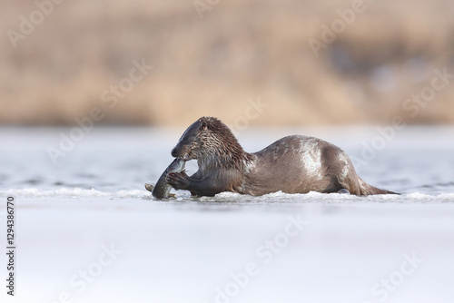 Wydra (Lutra lutra), otter