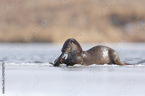 Obraz na płótnie Wydra (Lutra lutra), otter w salonie