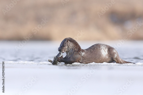 Wydra (Lutra lutra), otter