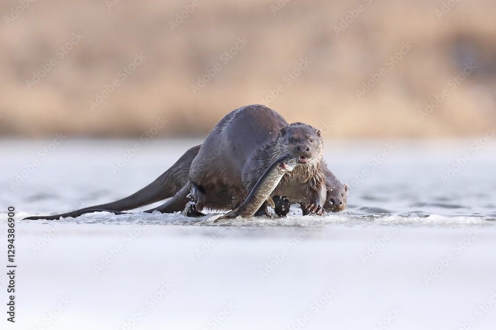 Wydra (Lutra lutra), otter