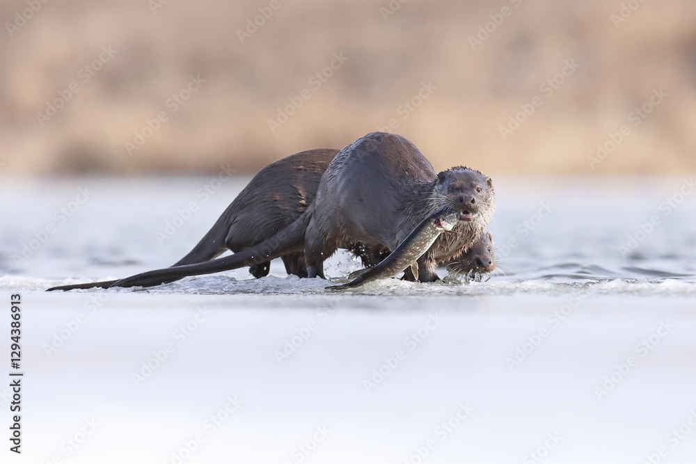 Wydra (Lutra lutra), otter