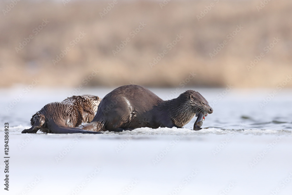 Wydra (Lutra lutra), otter