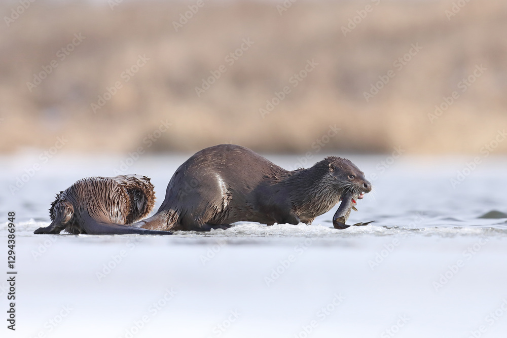 Wydra (Lutra lutra), otter