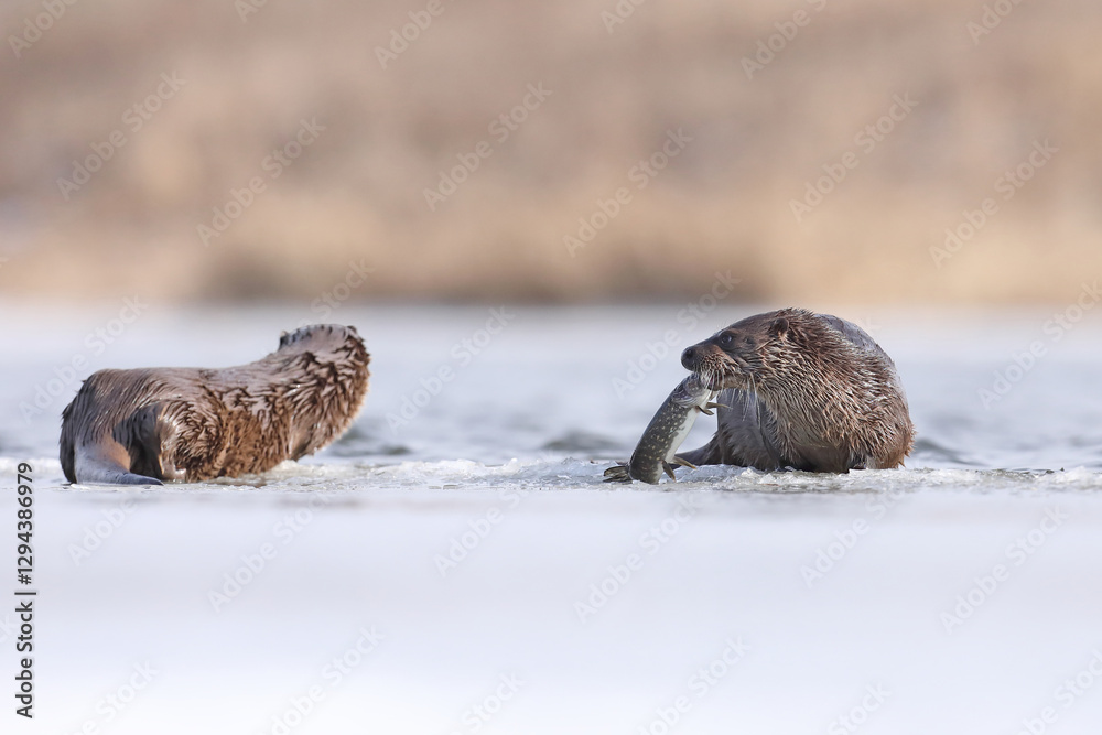 Wydra (Lutra lutra), otter