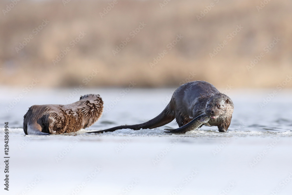 Wydra (Lutra lutra), otter
