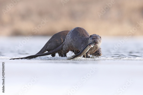 Obraz na płótnie Wydra (Lutra lutra), otter w salonie