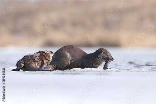 Obraz na płótnie Wydra (Lutra lutra), otter w salonie