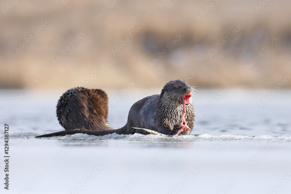 Wydra (Lutra lutra), otter