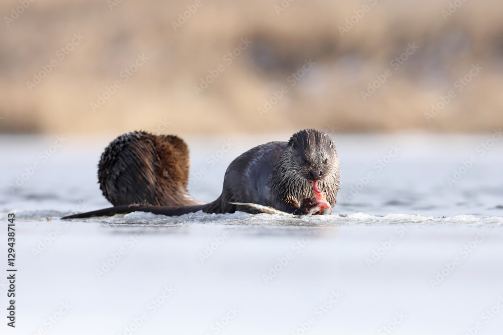 Wydra (Lutra lutra), otter