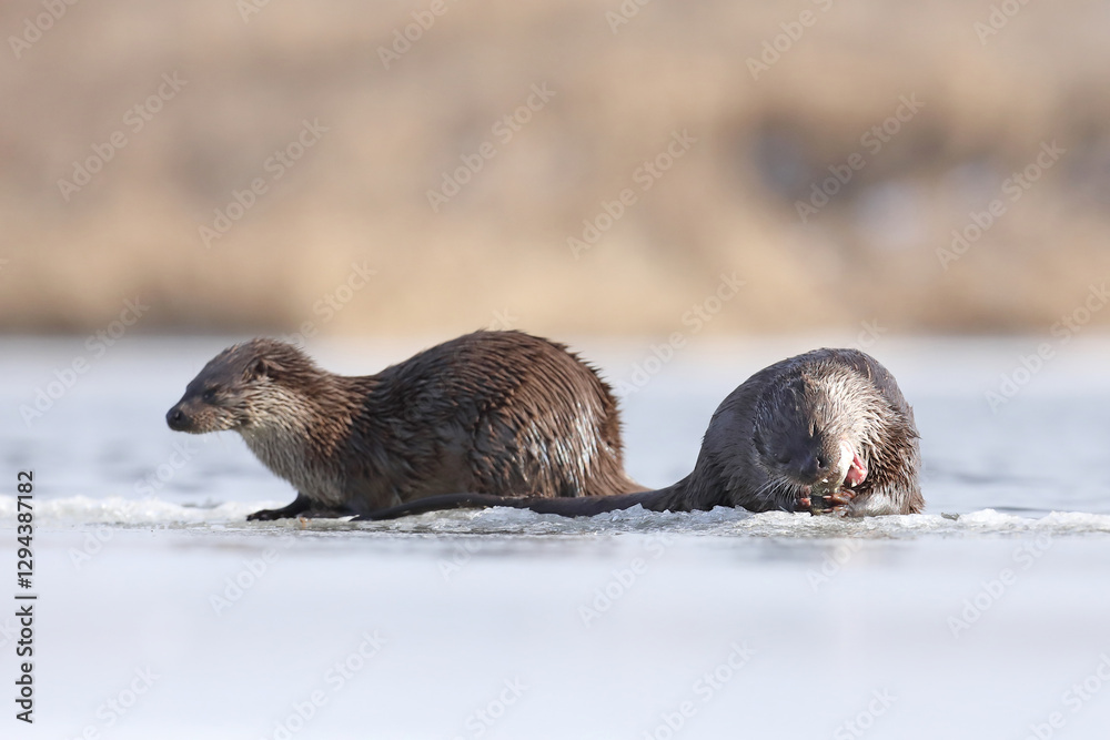 Wydra (Lutra lutra), otter