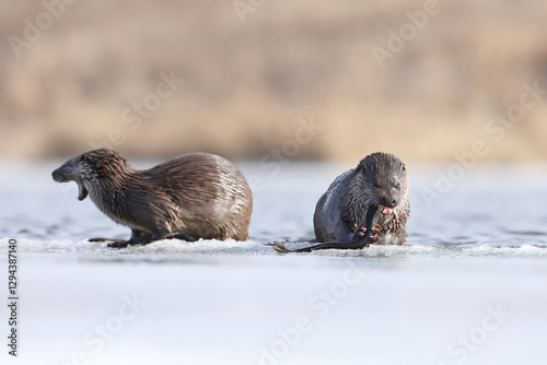 Obraz na płótnie Wydra (Lutra lutra), otter w salonie
