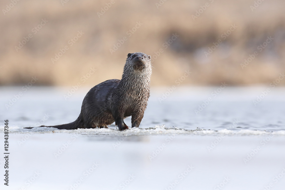 Wydra (Lutra lutra), otter