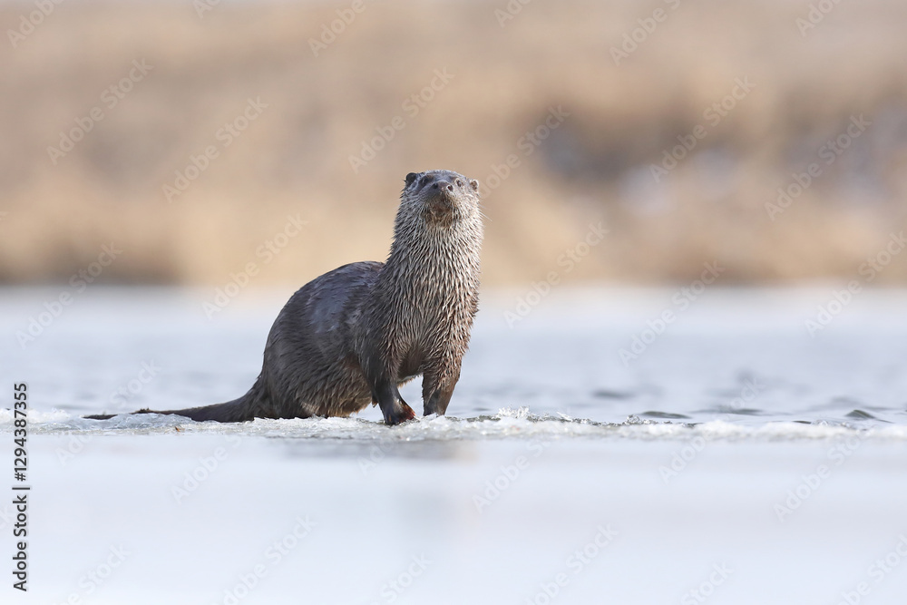 Wydra (Lutra lutra), otter