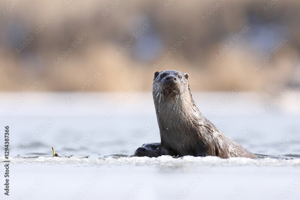 Wydra (Lutra lutra), otter