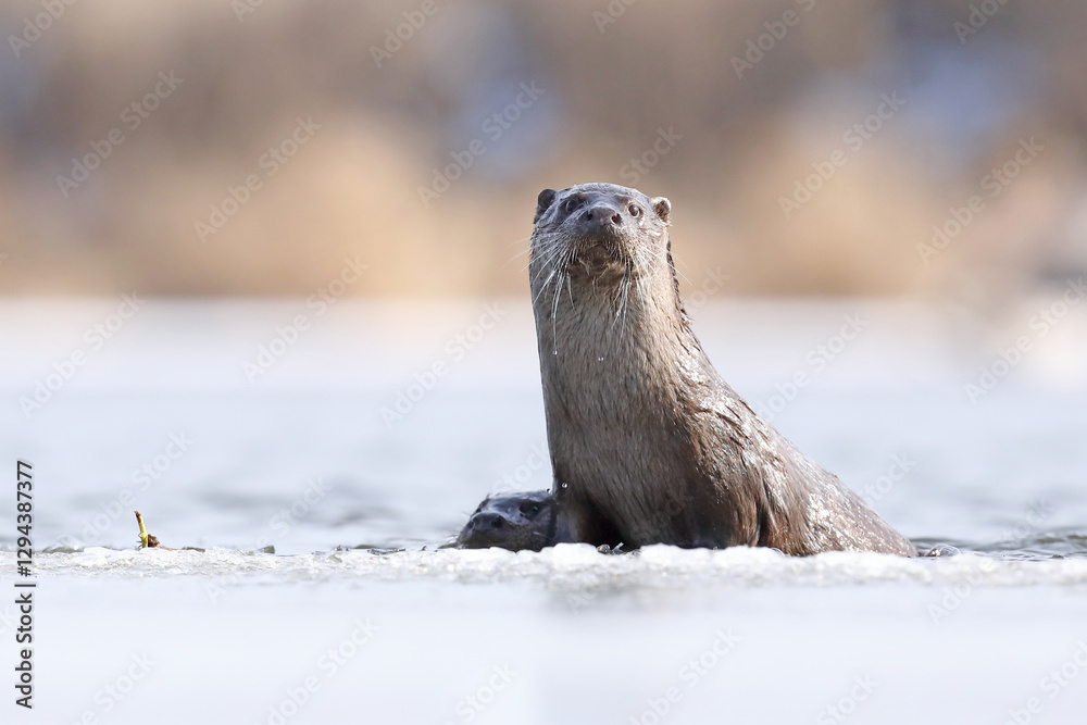 Wydra (Lutra lutra), otter