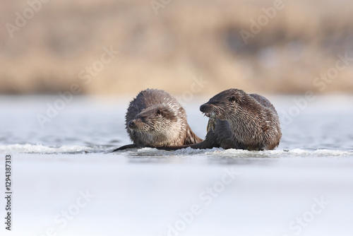 Obraz na płótnie Wydra (Lutra lutra), otter w salonie