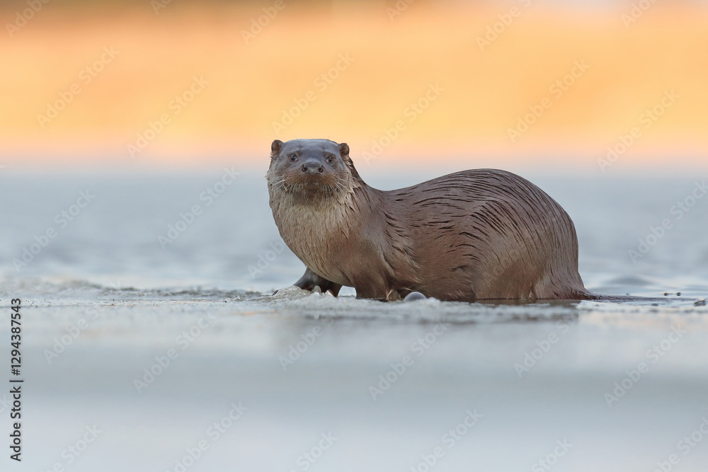 Wydra (Lutra lutra), otter