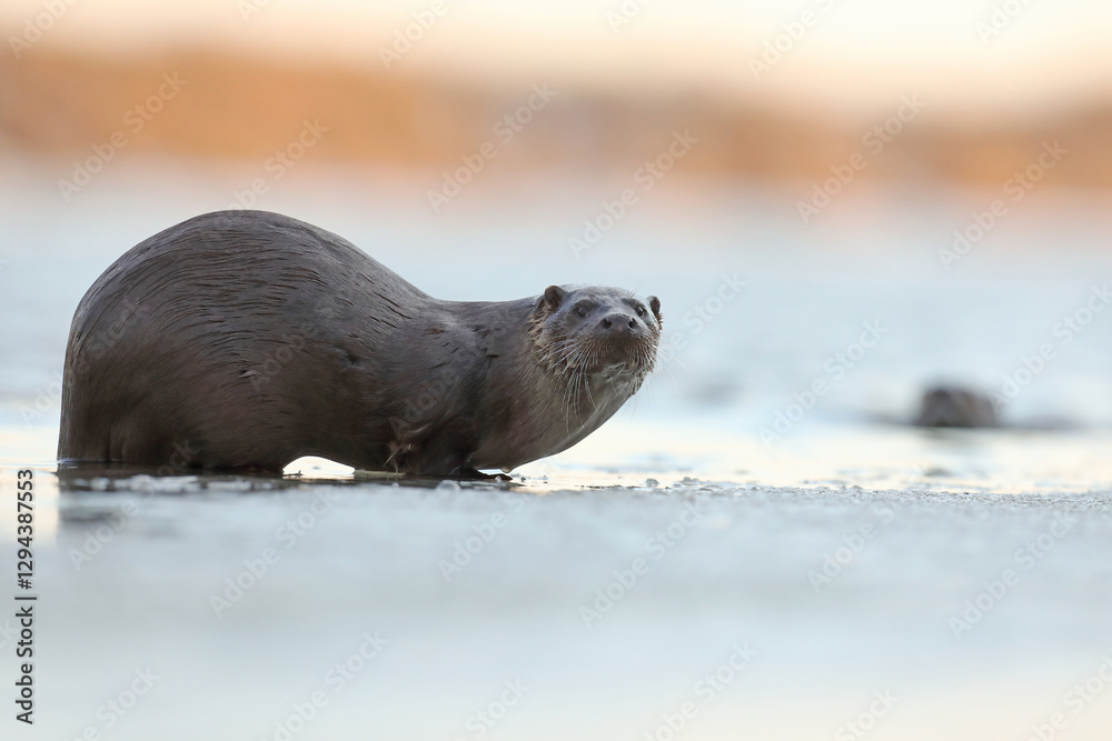 Wydra (Lutra lutra), otter