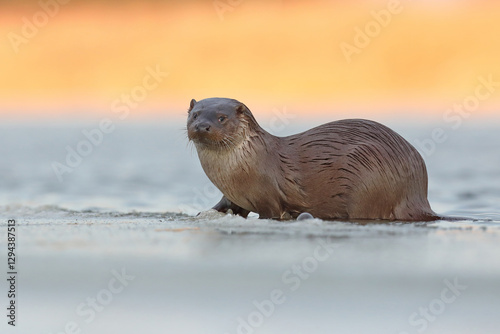 Obraz na płótnie Wydra (Lutra lutra), otter w salonie