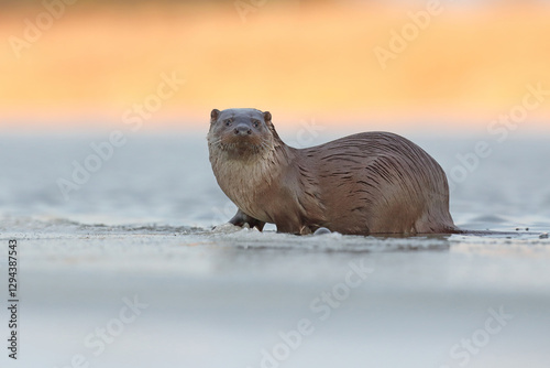 Obraz na płótnie Wydra (Lutra lutra), otter w salonie